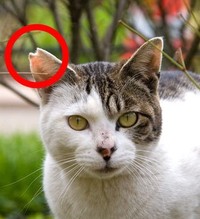 猫カフェの耳カットにゾ～ッ！