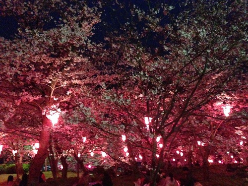 立山公園の夜桜見聞録