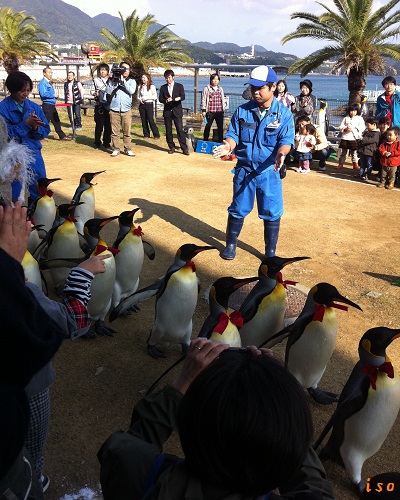 キングペンギン