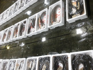 長崎魚市 赤ヤガラ