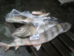 今朝の長崎魚市