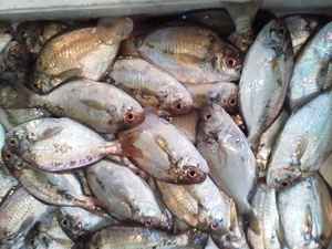 長崎魚市場　赤アマダイ・モチウオ