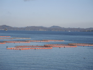 対馬　マグロ養殖