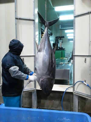 長崎魚市 クロマグロ