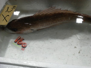 長崎魚市 活し鯛
