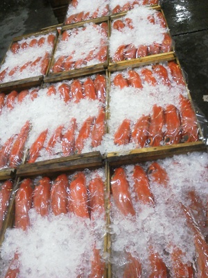 長崎魚市　金目鯛