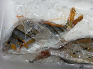 長崎魚市 What your name?