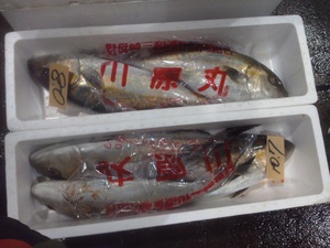 今朝の長崎魚市