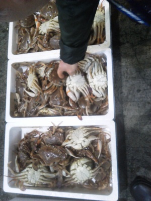 今朝の長崎魚市