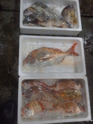 今朝の長崎魚市
