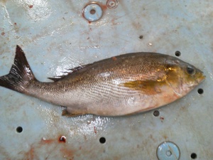 長崎魚市　ウメイロ