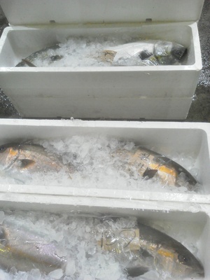 今朝の長崎魚市