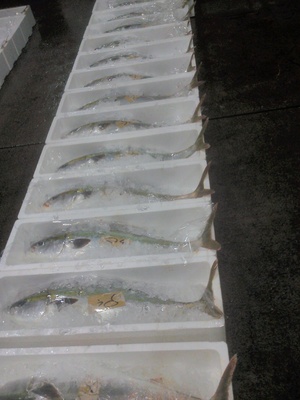 今朝の長崎魚市