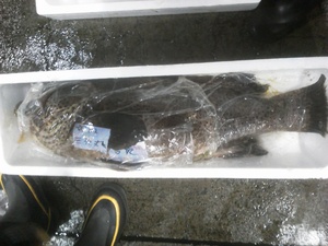 今朝の長崎魚市の魚