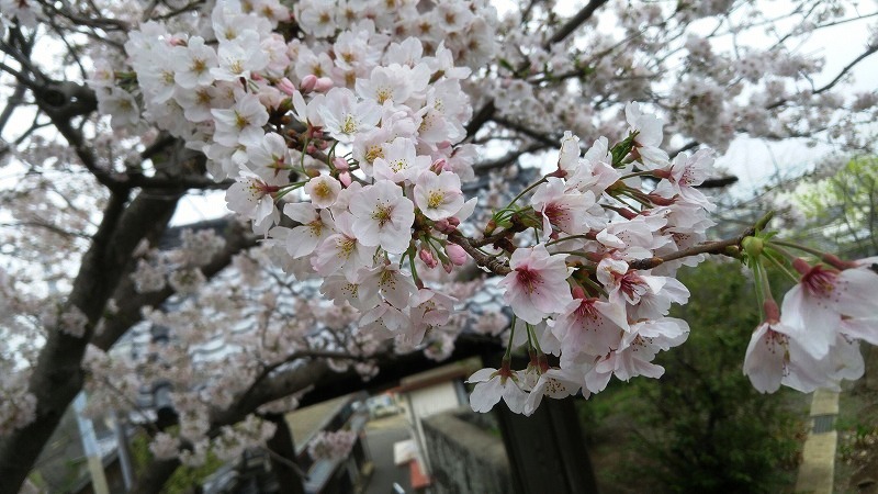 おぢか島は今、桜が見ごろです！！