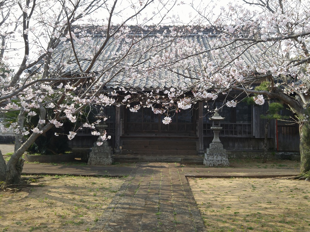 小値賀の桜ももうすぐ満開！！