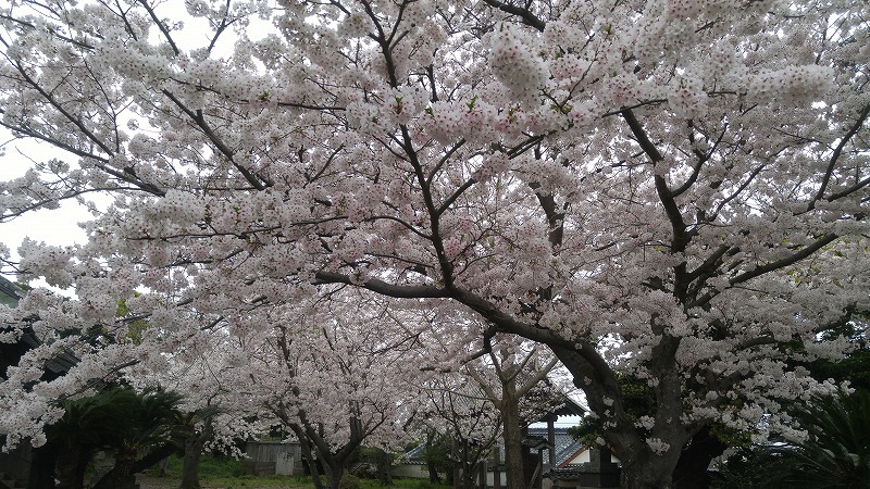 桜が満開！！笑顔満開！気分も上々♪