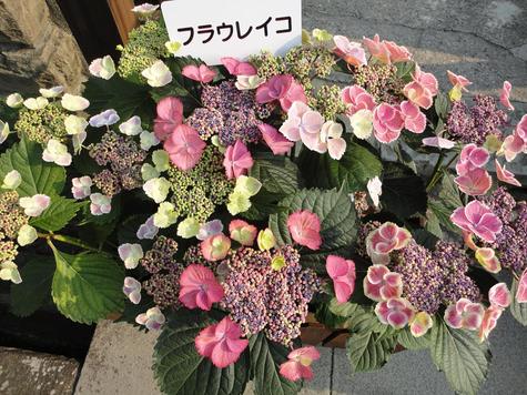 【ながさき紫陽花まつり】は明後日まで☆