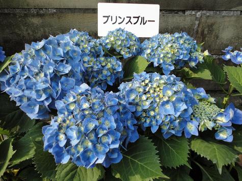 【ながさき紫陽花まつり】は明後日まで☆