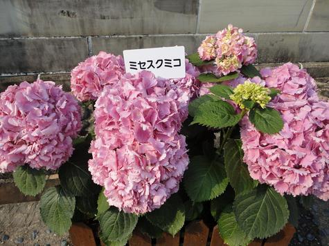 【ながさき紫陽花まつり】は明後日まで☆