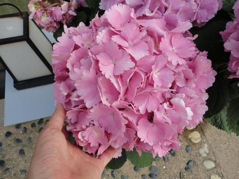 【ながさき紫陽花まつり】は明後日まで☆