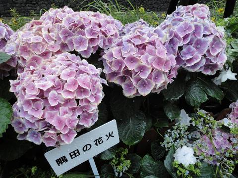 【ながさき紫陽花まつり】、今週末まで延長!