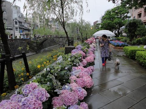 【ながさき紫陽花まつり】、今週末まで延長!