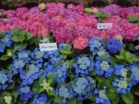 【ながさき紫陽花まつり】、今週末まで延長!
