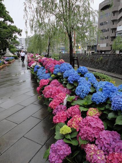 【ながさき紫陽花まつり】、今週末まで延長!