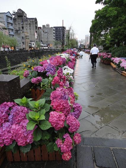 【ながさき紫陽花まつり】、今週末まで延長!