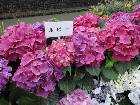 【ながさき紫陽花まつり】、今週末まで延長!