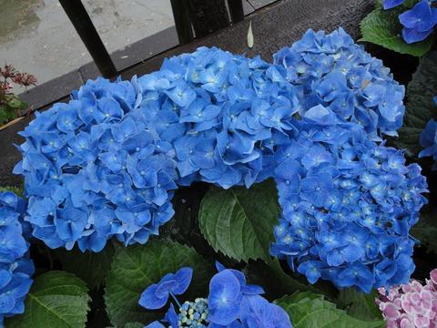【ながさき紫陽花まつり】、今週末まで延長!