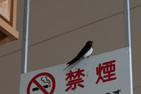 長崎vs愛媛 ホーム 2015 J2