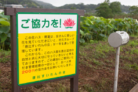唐比ハス園、唐比温泉、唐比海岸 2016
