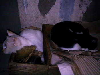 長崎猫 市内にゃんこ其の117