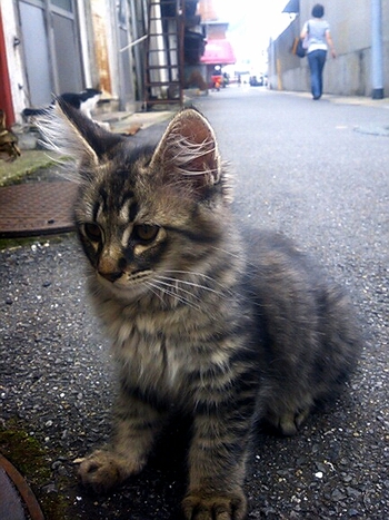 長崎猫 市内にゃんこ其の118