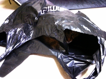 袋猫