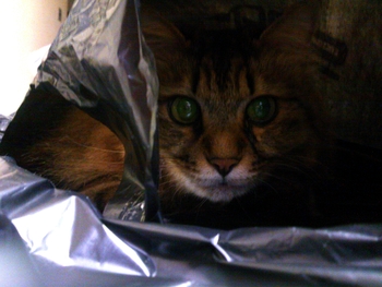 袋猫