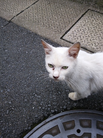 長崎猫 市内にゃんこ其の82