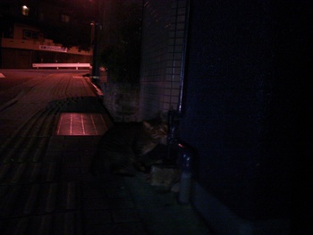長崎猫  市内にゃんこ其の85
