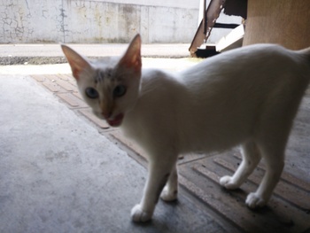 長崎猫 市内にゃんこ其の88