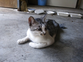 長崎猫 市内にゃんこ其の88