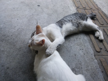長崎猫 市内にゃんこ其の88
