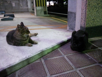 長崎猫  市内にゃんこ其の95