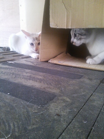 長崎猫 市内にゃんこ其の102