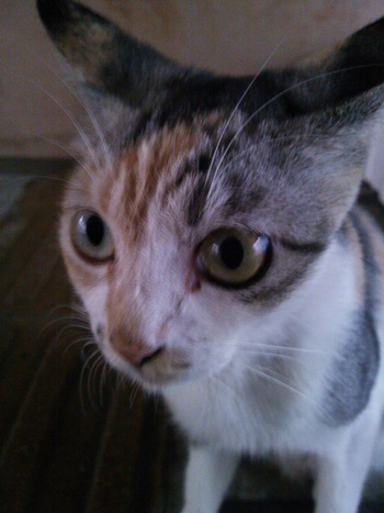 長崎猫 市内にゃんこ其の106