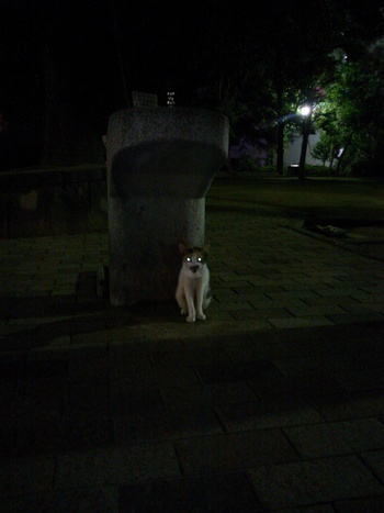 長崎猫  市内にゃんこ其の108