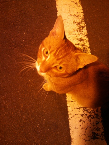 長崎猫 市内にゃんこ其の110