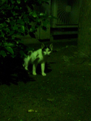 長崎猫  市内にゃんこ其の112