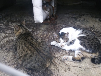 長崎猫  市内にゃんこ其の113
